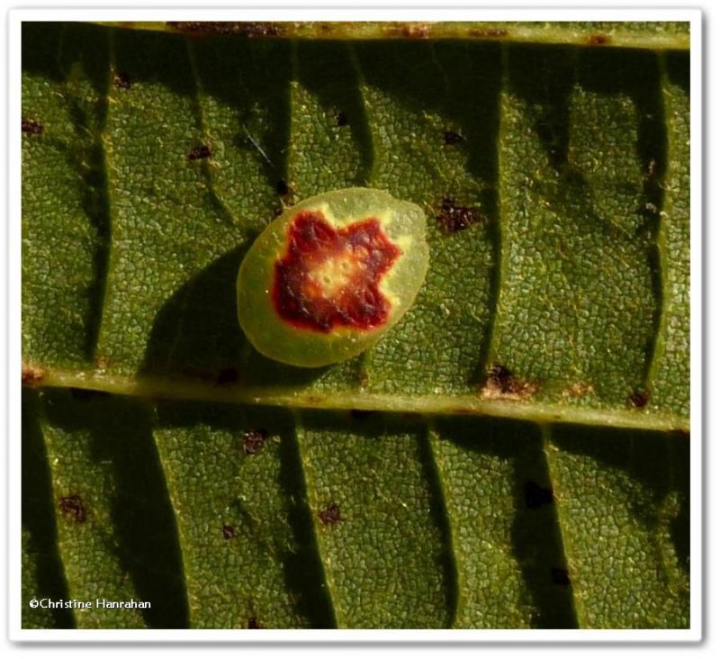 Red-crossed button slug caterpillar (Tortricidia pallida), #4653