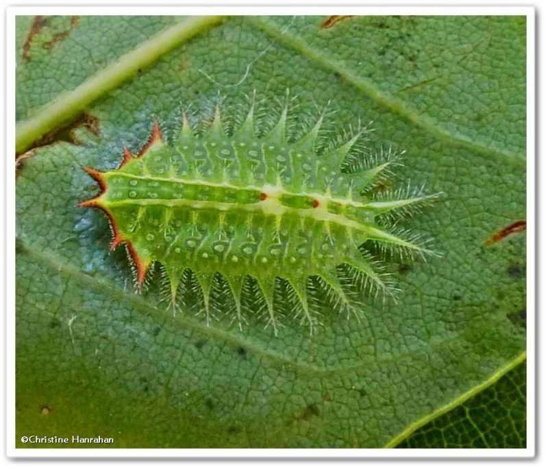 Slug Moth Caterpillars (Family: Limacodidae)  4653 - 4665