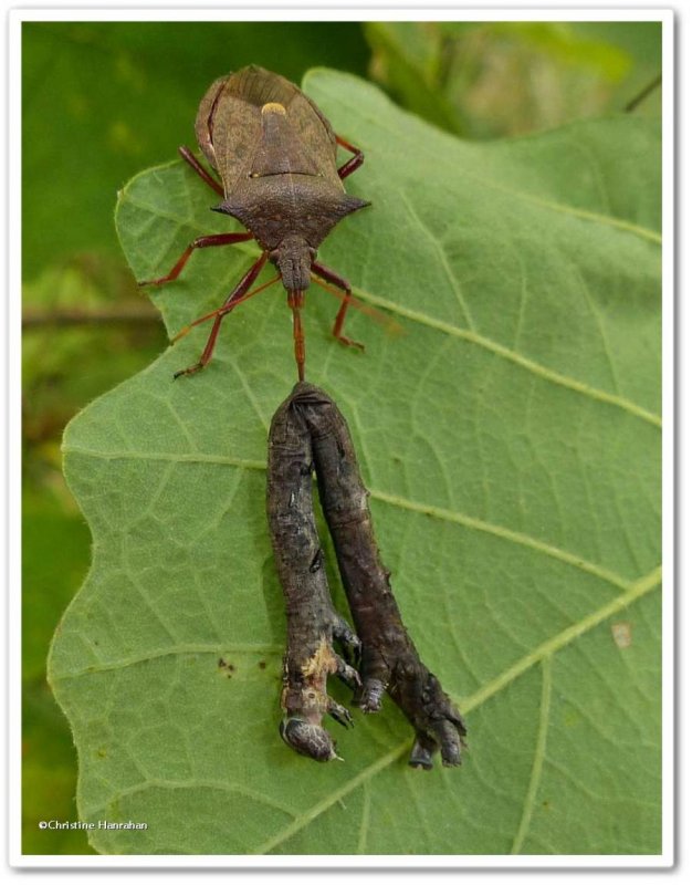Stinkbug, predatory (Picromerus bidens) with caterpillar