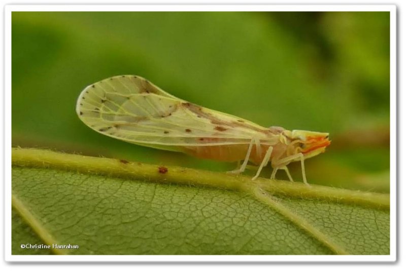 Derbid planthopper (Otiocerus wolfii)