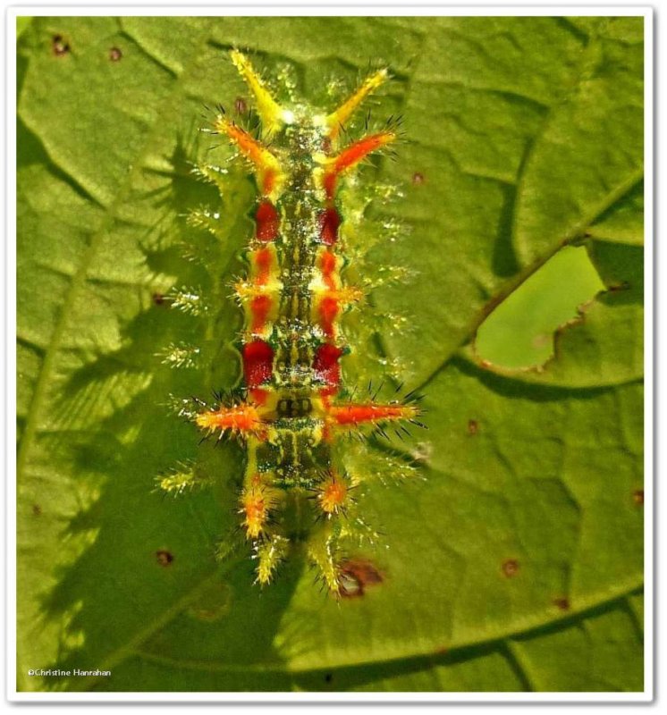 Spiny oak slug caterpillar (Euclea delphinii), #4697