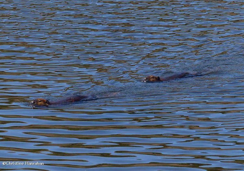 Beaver