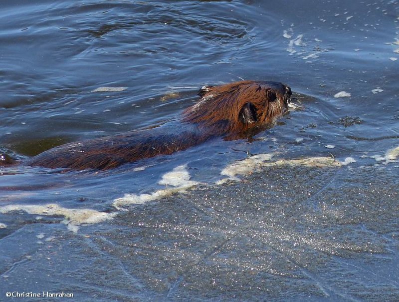 Beaver