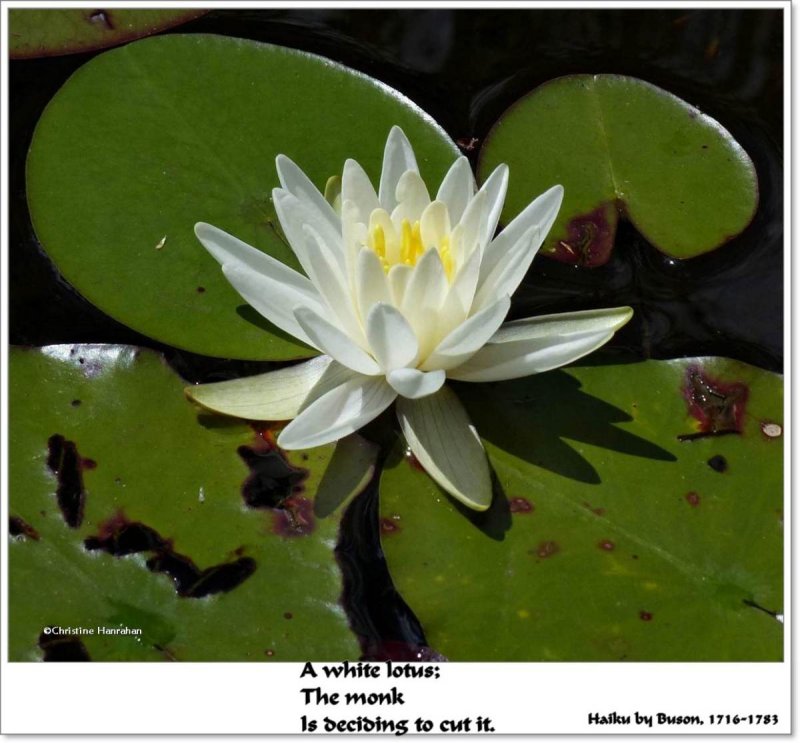 A white lotus...