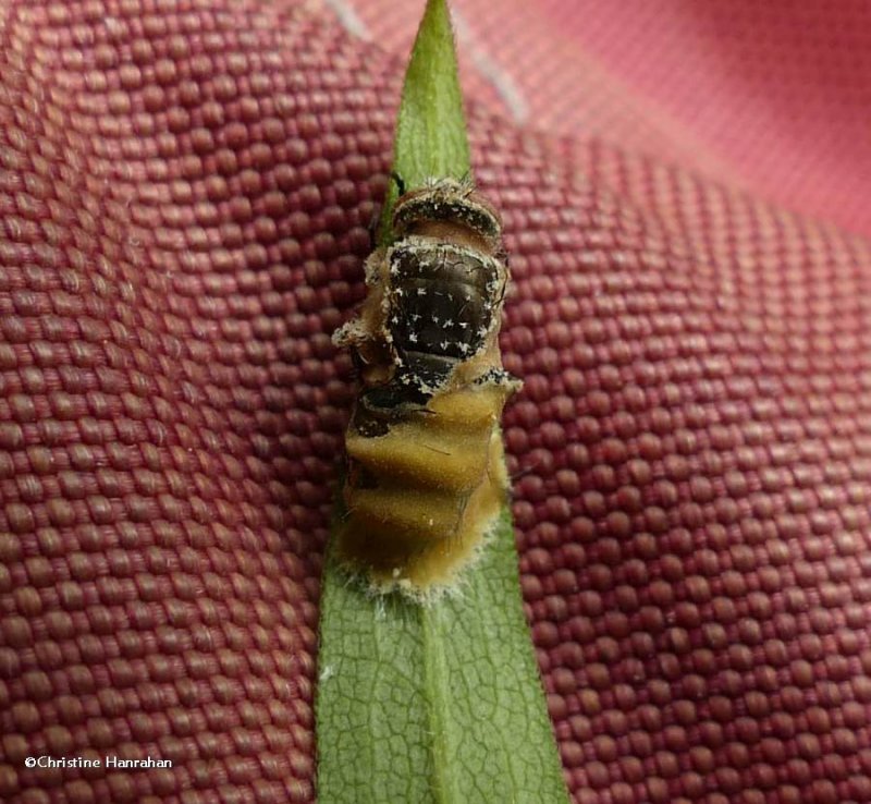 Fly afflicted with fungus, possibly the Entomophthora fungus