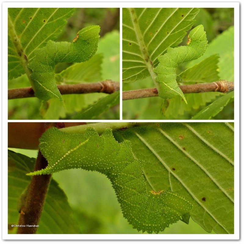 Blinded sphinx caterpillar  (Paonias excaecathus), #7824