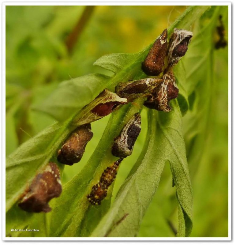 Treehopper (Entylia carinata) 