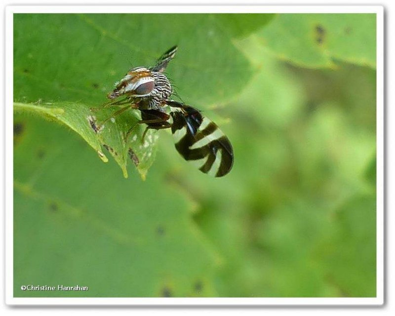 Fruit fly, possibly in the genus Rhagoletis