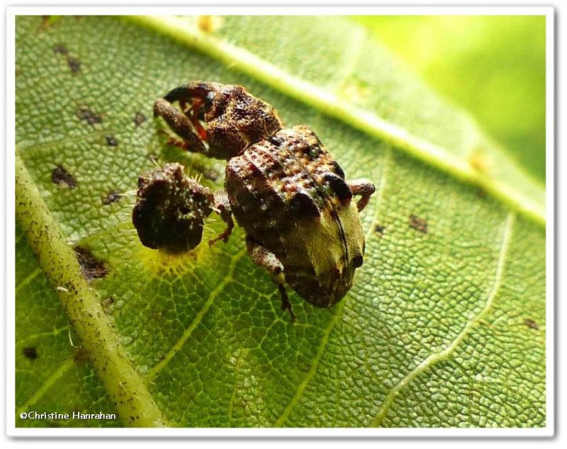 Weevils:  Reveler CA