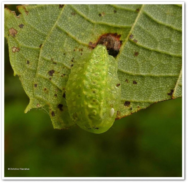 Yellow-shouldered slug moth caterpillar (Lithacodes fasciola), #4665