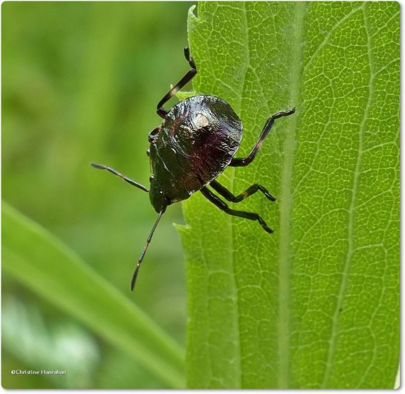 Stinkbug nymph (Pentatomidae)