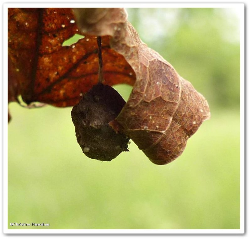 Spider egg sac (Agroeca)