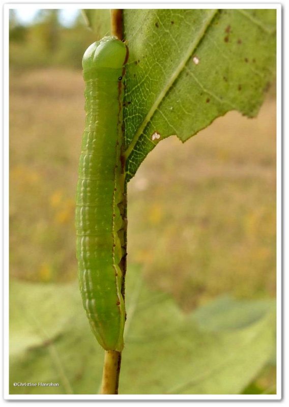 Angulose prominent caterpillar  (Peridea angulosa), #7920
