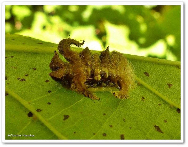 Hag moth caterpillar (Phobetron pithecium), #4677