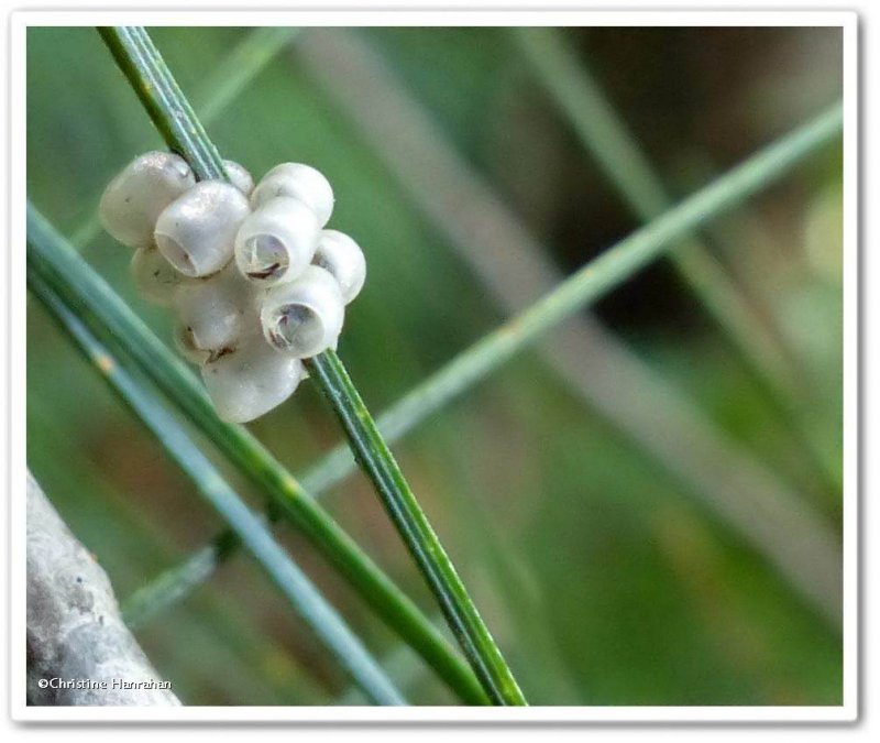 Stinkbug eggs  on white pine needle