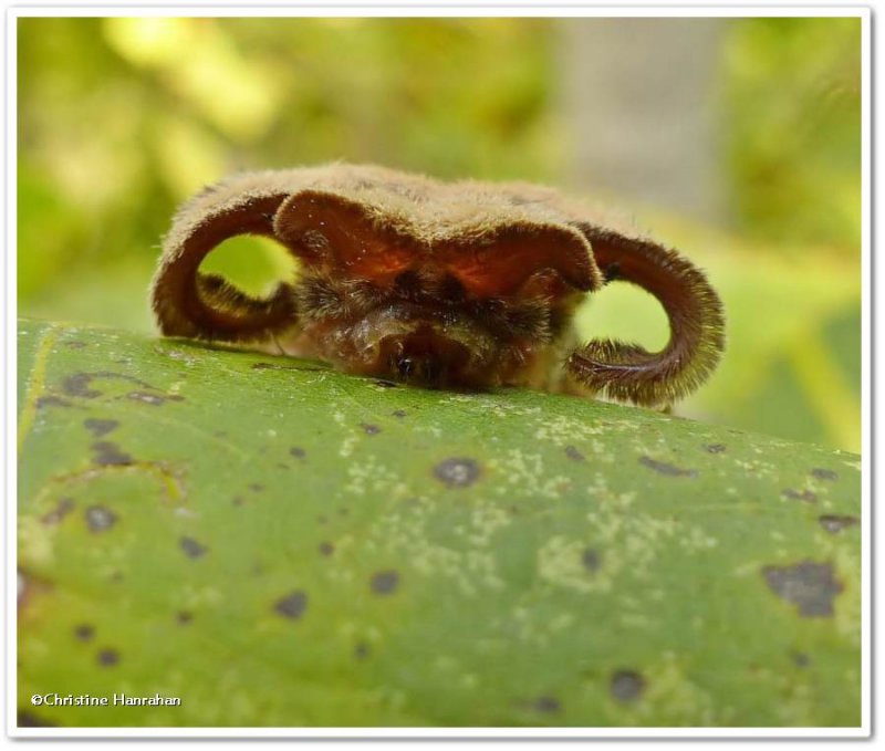 Bat Cat  AKA  Hag Moth caterpillar (Phobetron pithecium), #4677