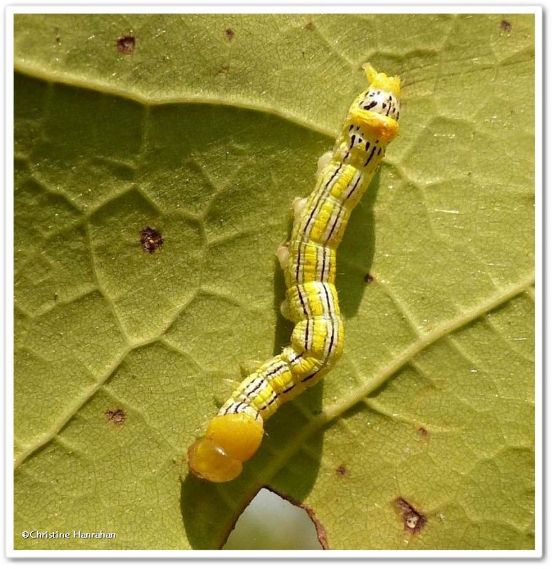 Orange-humped mapleworm caterpillar (Symmerista leucitys), #7953