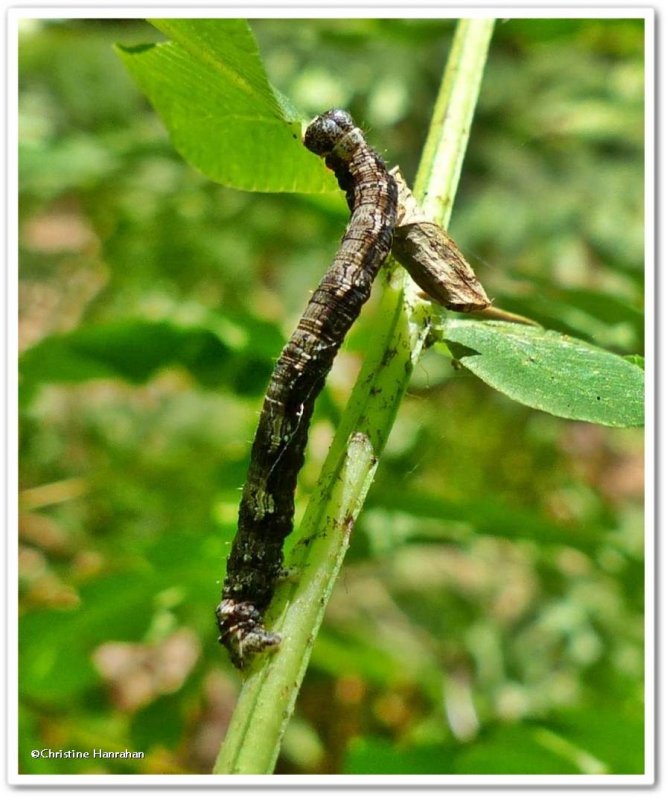Hemlock looper caterpillar (Lambdina fiscellaria), #6888