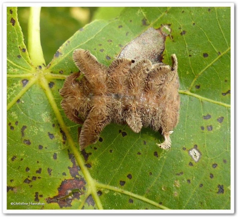 Hag moth caterpillar (Phobetron pithecium), #4677