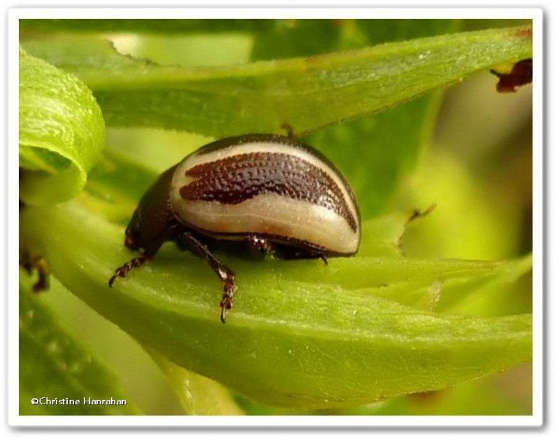 Ragweed beetle (Zygogramma suturalis)