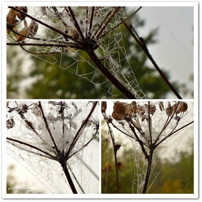 Spiderwebs on wild parsnip