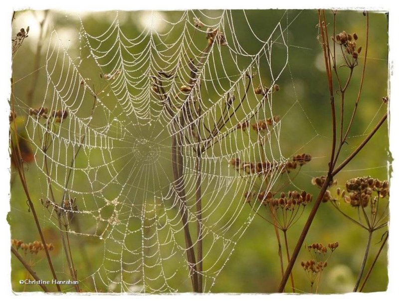 Orb weaving spider web