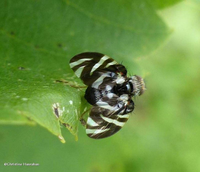 Fruit fly, possibly in the genus Rhagoletis