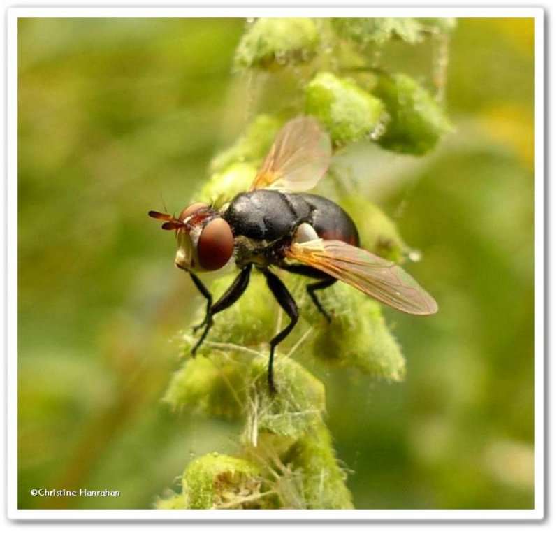 Tachinid fly (Gymnosoma sp. )