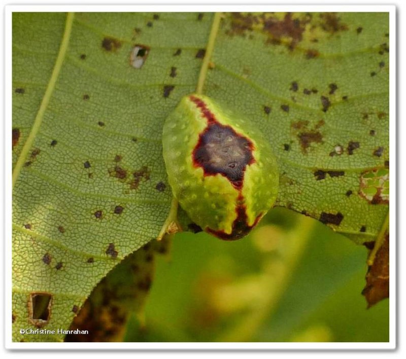 Abbreviated button slug caterpillar (Tortricidia flexuosa), #4654