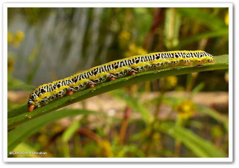 Zebra moth caterpillar (Melanchra picta), #10293