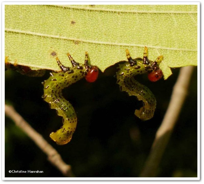 Sawfly larvae on elm
