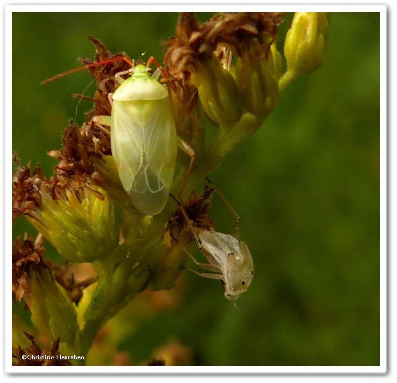 Plant bug (Lygus vanduzeei)