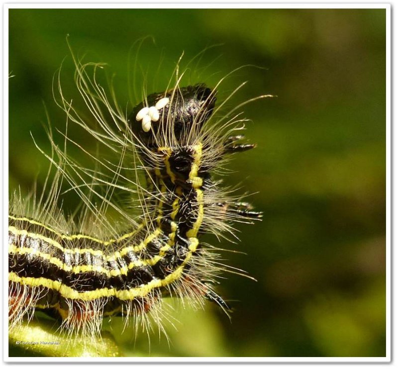 Yellow-necked caterpillar (Datana ministra), #7902