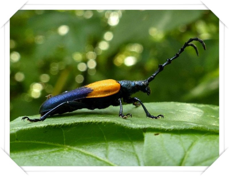 Elderberry borer (Desmocerus palliatus)