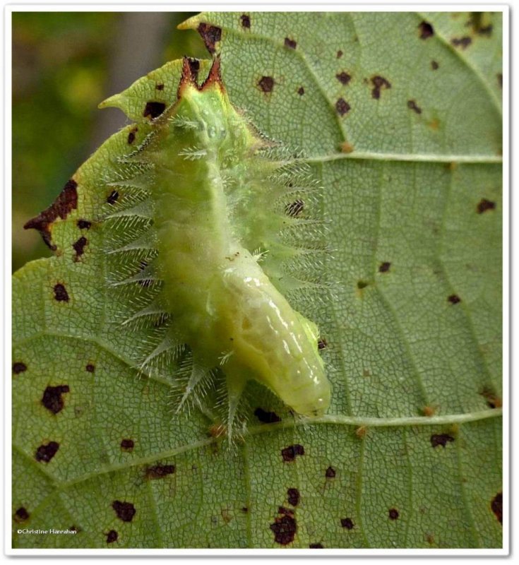 Crowned slug moth caterpillar (Isa textula), #4681