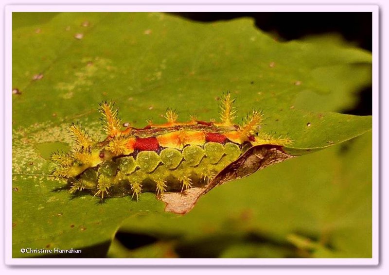 Spiny oak slug caterpillar (Euclea delphinii), #4697