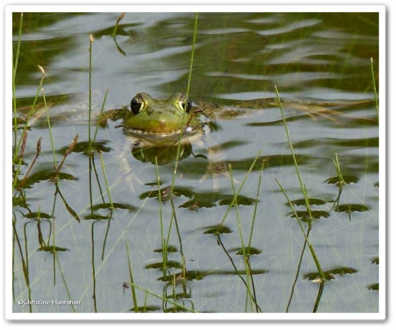 Northern green frog  (Rana clamitans melanota)