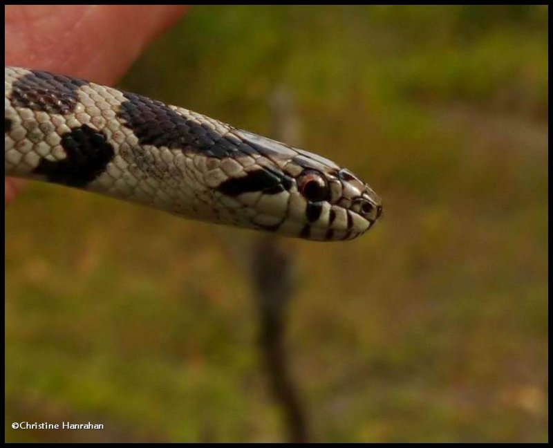 Milk snake  (Lampropeltis triangulum)