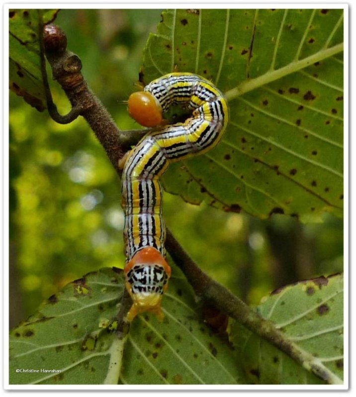 Orange-humped mapleworm caterpillar (Symmerista leucitys), #7953