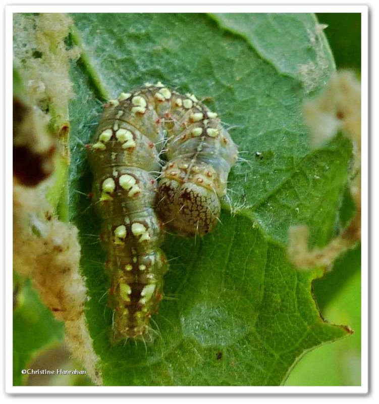 Southern oak dagger moth caterpillar (Acronicta increta), #9249
