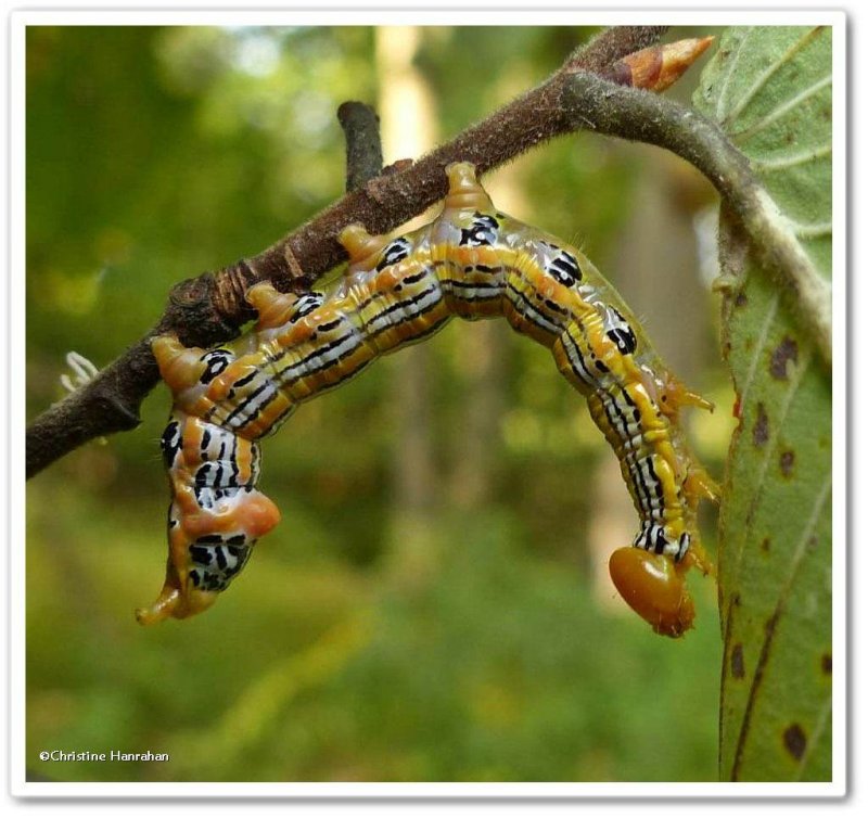 Orange-humped mapleworm caterpillar (Symmerista leucitys), #7953