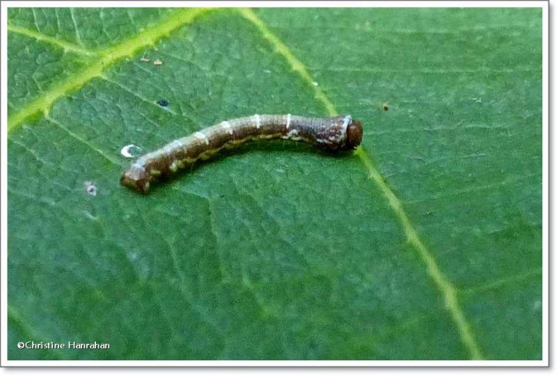 One-spotted variant moth caterpillar (Hypagyrtis unipunctata), #6654