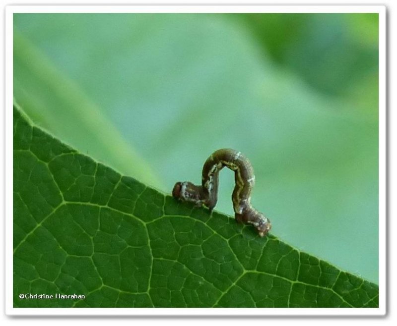 One-spotted variant moth caterpillar (Hypagyrtis unipunctata), #6654