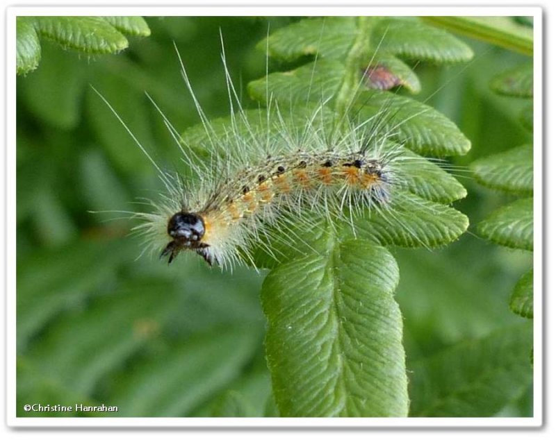 Fall webworm (Hyphantria cunea), #8140