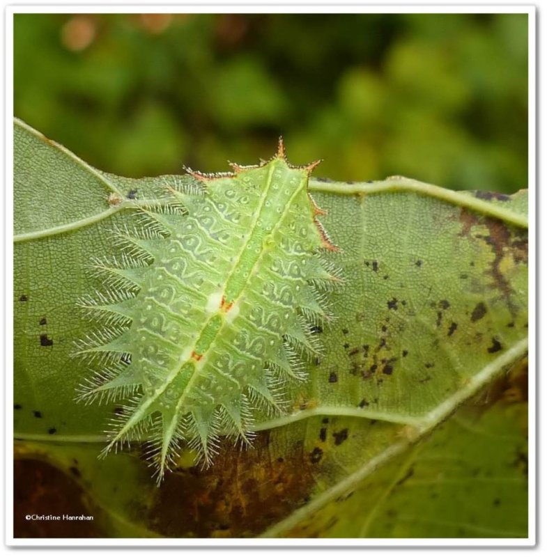 Crowned slug moth caterpillar (Isa textula), #4681