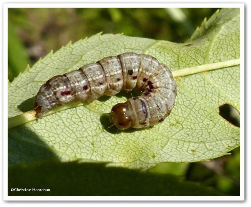 Confused woodgrain moth caterpillar (Morrisonia confusa), #10521