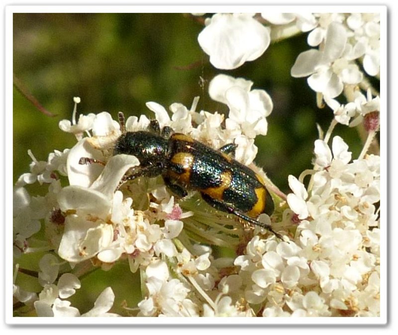 Checkered beetle (Trichodes nuttalli)