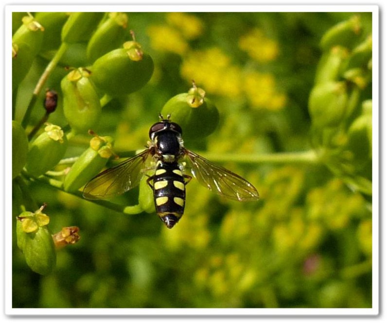 Hover fly (Epistrophella emarginata)