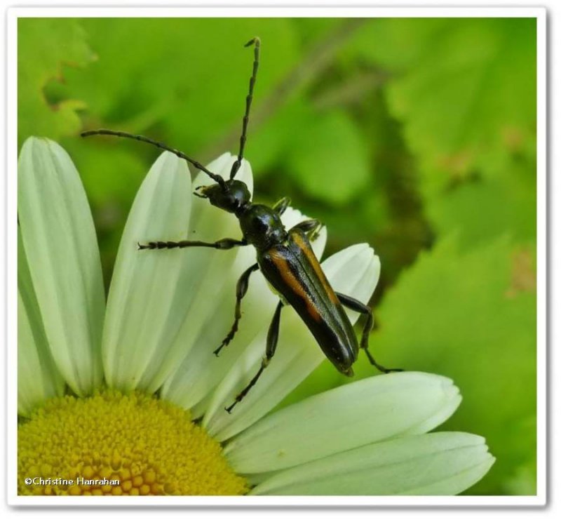Flower longhorn beetle (Strangalepta abbreviata)