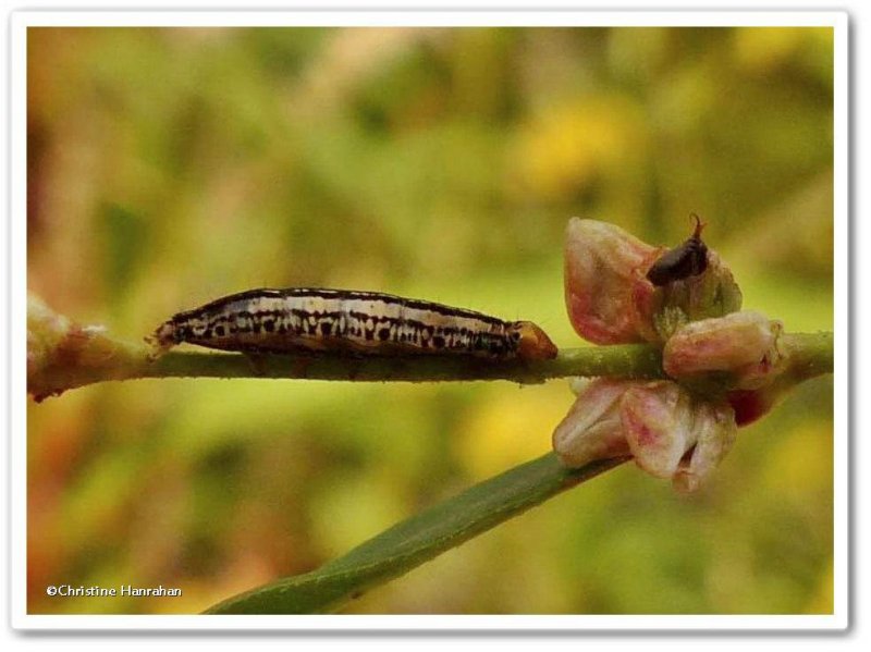 Zebra moth caterpillar (Melanchra picta), #10293